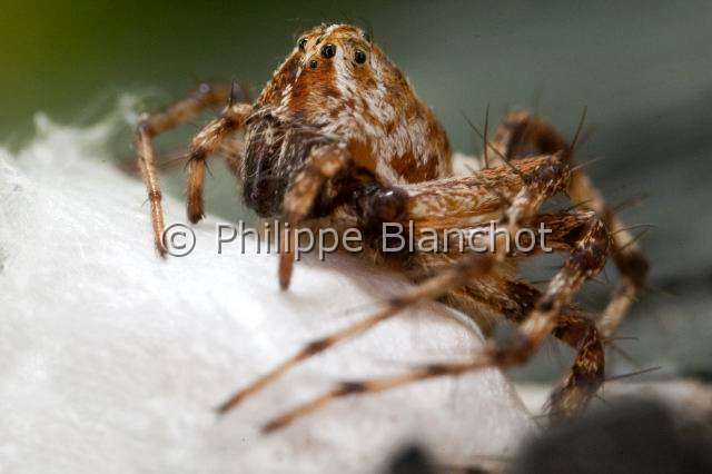 Oxyopidae_9435.JPG - France, Araneae, Oxyopidae, Araignée-lynx (Oxyopes ramosus), Lynx spider